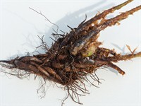 shutterstock_2023245269_fern root_papardes sakne.jpg