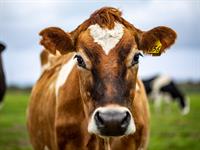 Shutterstock_1306354654_cow_govs.jpg