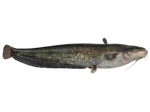 Shutterstock_1850725999_catfish_sams.jpg