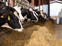 shutterstock_2523721923_cows_govis.jpg