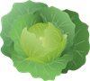 YCUZD_220603_3865_kāposts_cabbag.png