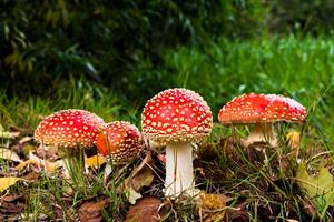 fly-agaric-516281_960_720.jpg