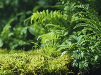 shutterstock_2009757257_fern_papardes.jpg