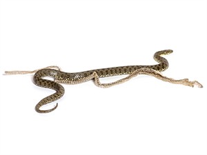 shutterstock_2111938223_snake shedding_čūska maina ādu (1).jpg