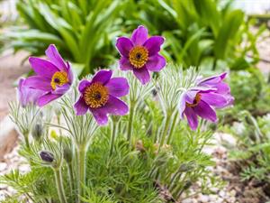 Shutterstock_2156780603_pulsatilla patens_meža silpurene.jpg