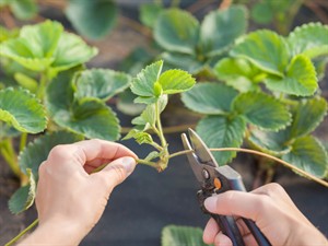 Shutterstock_2031877370_strawberry strings_zemeņu stīgas.jpg