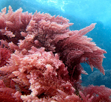 red-algae-phycoerythrin-color-light-wavelengths-in-the-ocean-redcherryshrimp.png