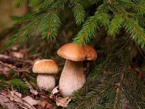 shutterstock_2402622551_boletus_baravika.jpg