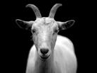 goat-50290_640.jpg