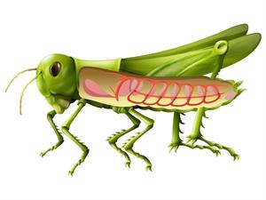 Shutterstock_2272412717_grasshopper respiratory system_sienāža respiratorā sistēma.jpg