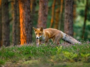 Shutterstock_2140231137_fox_lapsa.jpg