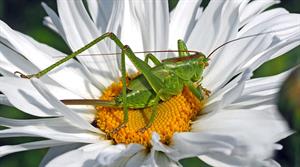 grasshopper pix.jpg