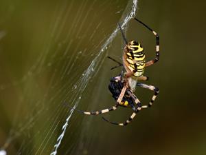 Shutterstock_1543732565_spider_zirneklis (1).jpg
