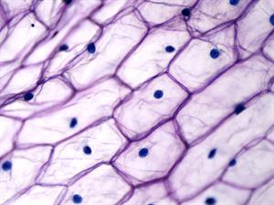 Shutterstock_603422597_onion epidermis_sīpola epiderma.jpg