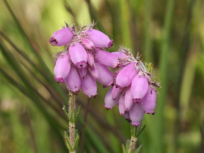 Shutterstock_90252958_erica tetralix_grīņa sārtene.jpg