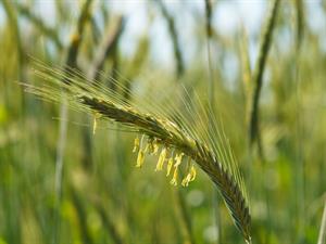 Shutterstock_2010618485_rye pollen_rudzu putekšņi.jpg