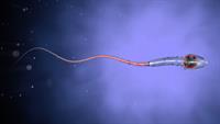 Shutterstock_423656086_sperm_spermatozoīds.jpg