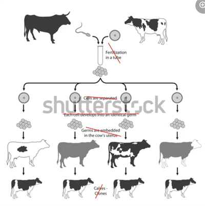 Screenshot 2025-10-20 170102.png