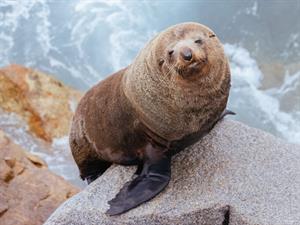 Shutterstock_2250032991_seal_ronis.jpg