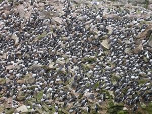 Murre_colony.jpg