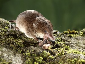 Shutterstock_138856109_shrew_cirslis.jpg