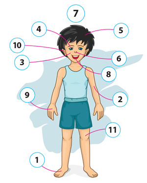 body cipari4.png