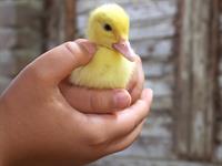 shutterstock_2494800765_duckling_pīlēns.jpg