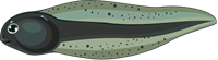 1kurkulis2.png