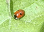 Adalia-bipunctata-(2-spot-Ladybird)-P4222-thumb.jpg