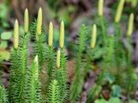 Shutterstock_1432885568_lycopodium annotinum_gada staipeknis.jpg