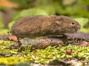 Shutterstock_1906720366_field vole_lauku pele_Strupaste.jpg