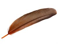 Shutterstock_2290533005_lidspalva.jpg