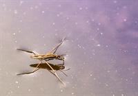 water strider pix.jpg