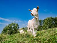 shutterstock_2439259151_goat_kaza.jpg