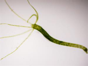 Shutterstock_634524293_hydra_hidra.jpg