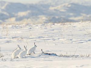 Shutterstock_2006443412_mountain hare_baltais zaķis.jpg