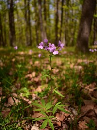Shutterstock_1770609410_cardamine bulbifera_sīpoliņu zobainīte.jpg