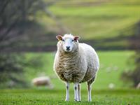 Shutterstock_2315404087_sheep_aita.jpg