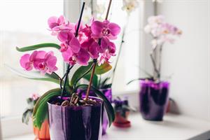 Орхидея Orhideja Orchid.jpg