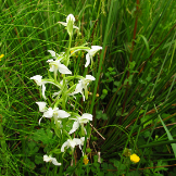 Platanthera-chlorantha.png