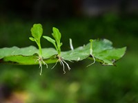 shutterstock_1775620061_plants growing from leaf_augi aug no lapas.jpg