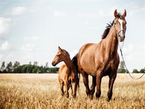 Shutterstock_1716564223_horses_zirgi.jpg