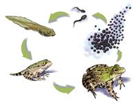 shutterstock_239029108.jpg