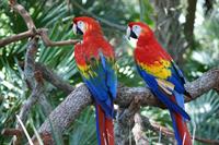 macaw-red.jpg
