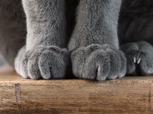 Shutterstock_124264837_cat paws_kaķa ķepas.jpg