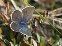shutterstock_43846855_Cranberry Blue_Zileņu zilenītis.jpg