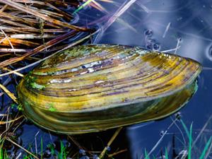 Shutterstock_1397568059_freshwater mussel shell_dižā bezzobe.jpg