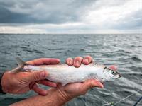 Shutterstock_1481617424_herring_reņģe.jpg