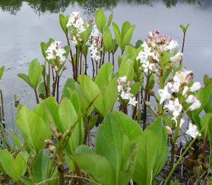 Menyanthes trifoliata - trejlapu puplaksis(1).png
