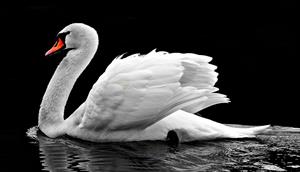 swan-pix.jpg